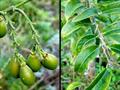 Monk's Plum, Marmela, Ciruela Verde